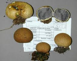 Attēlu rezultāti vaicājumam “Scleroderma citrinum”