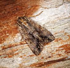 Attēlu rezultāti vaicājumam “Apamea monoglypha”