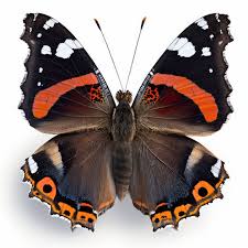 Attēlu rezultāti vaicājumam “Vanessa atalanta”