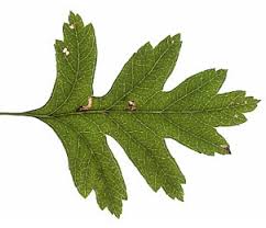 Attēlu rezultāti vaicājumam “Bucculatrix rhamniella”