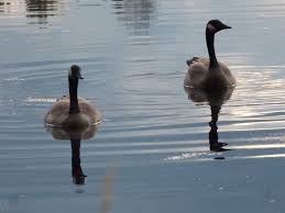 Image result for Branta canadensis