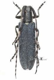 Attēlu rezultāti vaicājumam “Agapanthia villosoviridescens”