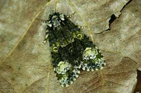 Attēlu rezultāti vaicājumam “Craniophora ligustri”