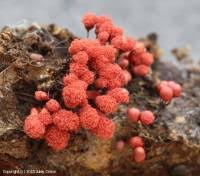 Attēlu rezultāti vaicājumam “Arcyria helvetica”