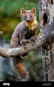 Attēlu rezultāti vaicājumam “Martes martes”