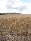 at the side of the fields, and provides cover and food for game birds. - via Daymix