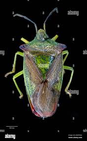 Attēlu rezultāti vaicājumam “Acanthosoma haemorrhoidale”