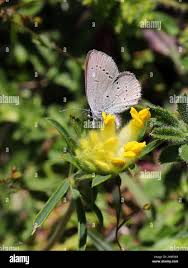 Attēlu rezultāti vaicājumam “Cupido minimus underside”