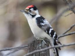 Attēlu rezultāti vaicājumam “Dendrocopos minor”