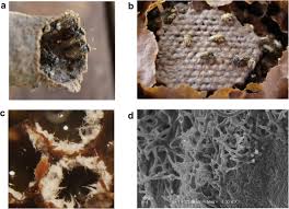 Attēlu rezultāti vaicājumam “Badhamia bethelii spores”