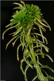 Attēlu rezultāti vaicājumam “Sphagnum girgensohnii”