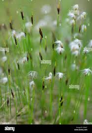 Attēlu rezultāti vaicājumam “Trichophorum cespitosum fruit”