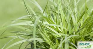 Attēlu rezultāti vaicājumam “Carex caryophyllea fruit”