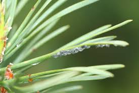 Attēlu rezultāti vaicājumam “Schizolachnus pineti”