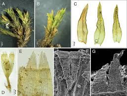 Attēlu rezultāti vaicājumam “Moerckia hibernica”