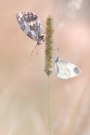 Attēlu rezultāti vaicājumam “Pieris brassicae underside”