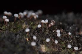 Attēlu rezultāti vaicājumam “Physarum luteolum”