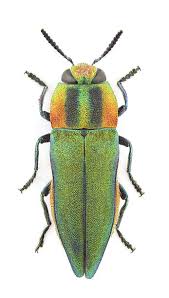 Attēlu rezultāti vaicājumam “Anthaxia quadripunctata”