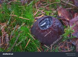 Attēlu rezultāti vaicājumam “Sarcosoma globosum”