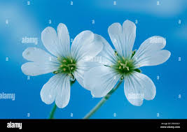 Attēlu rezultāti vaicājumam “Cerastium arvense flower”