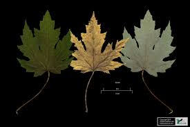 Attēlu rezultāti vaicājumam “Acer saccharinum fruit”