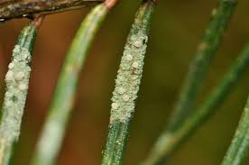 Attēlu rezultāti vaicājumam “Fellhanera subtilis”