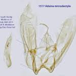 Attēlu rezultāti vaicājumam “Adaina microdactyla”