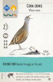 Attēlu rezultāti vaicājumam “Crex crex eggs”