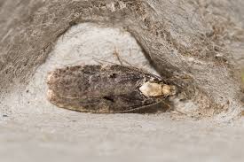 Attēlu rezultāti vaicājumam “Agonopterix hypericella”