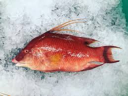 Image result for Lachnolaimus maximus