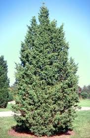 Attēlu rezultāti vaicājumam “Juniperus chinensis”