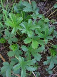 Attēlu rezultāti vaicājumam “Potentilla reptans bud”