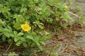 Attēlu rezultāti vaicājumam “Potentilla reptans bud”