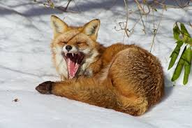 Attēlu rezultāti vaicājumam “Vulpes vulpes”