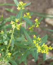 Attēlu rezultāti vaicājumam “Erysimum cheiranthoides flower”