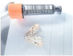 Attēlu rezultāti vaicājumam “Parapoynx stratiotata male”