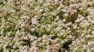 Attēlu rezultāti vaicājumam “Sedum hispanicum flower”