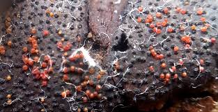 Attēlu rezultāti vaicājumam “Nectria episphaeria”