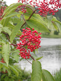 Attēlu rezultāti vaicājumam “Sambucus racemosa fruit”