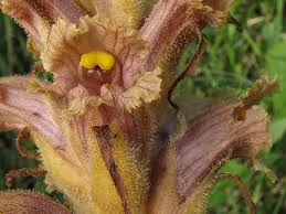 Attēlu rezultāti vaicājumam “Orobanche elatior”