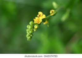 Attēlu rezultāti vaicājumam “Agrimonia pilosa flower”