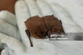 Attēlu rezultāti vaicājumam “Pipistrellus pygmaeus”