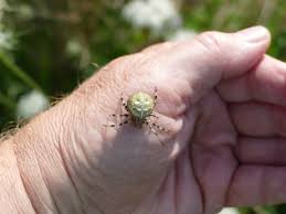 Attēlu rezultāti vaicājumam “Araneus quadratus”