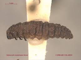 Attēlu rezultāti vaicājumam “Galerucella nymphaeae”