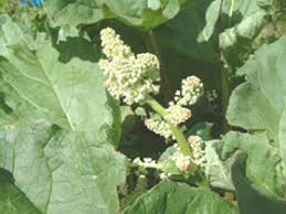 Attēlu rezultāti vaicājumam “Rheum rhabarbarum”