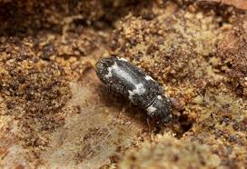 Attēlu rezultāti vaicājumam “Megatoma undata”