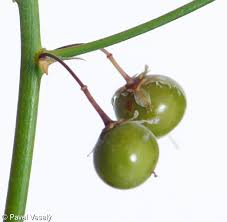 Attēlu rezultāti vaicājumam “Asparagus officinalis fruit”