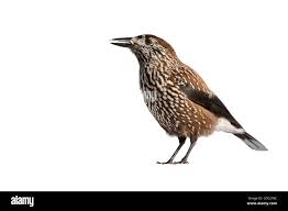 Attēlu rezultāti vaicājumam “Nucifraga caryocatactes adult”