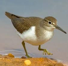 Attēlu rezultāti vaicājumam “Actitis hypoleucos adult”