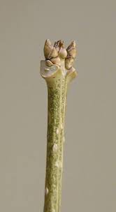 Attēlu rezultāti vaicājumam “Forsythia suspensa”